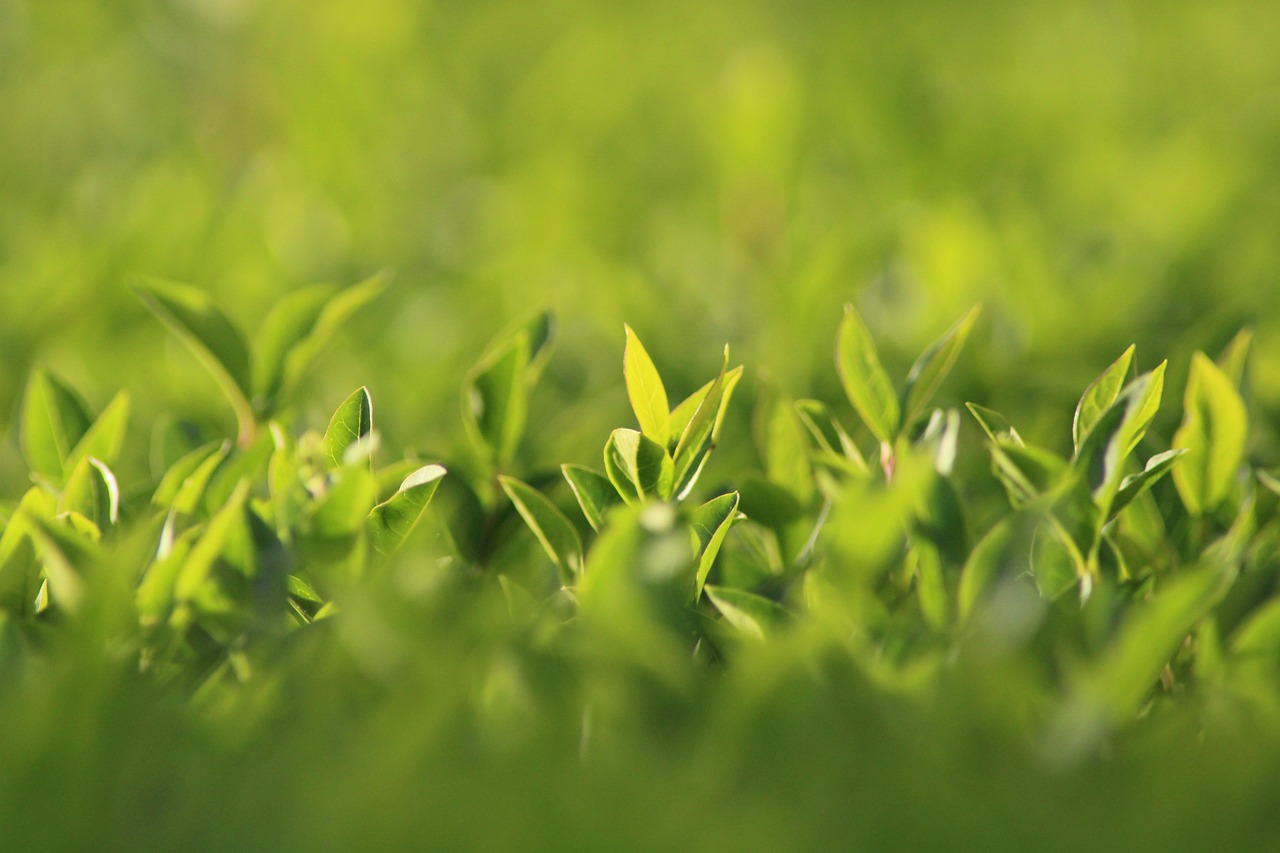 Quels végétaux choisir pour créer une haie brise-vue rapidement ? découvrez notre sélection de plantes haies de confidentialité à croissance rapide, idéales pour créer un écran naturel et préserver votre intimité en un temps record.